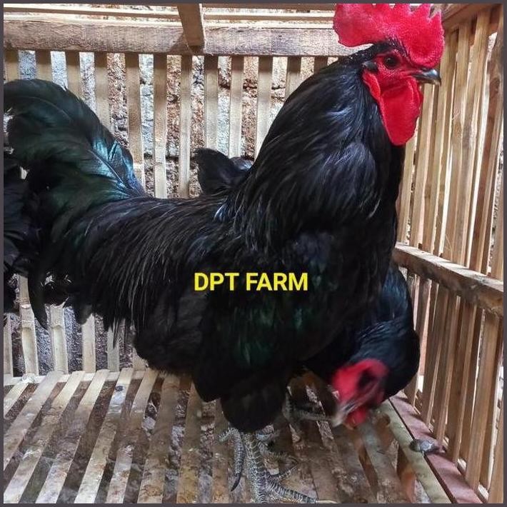 

FRESHH TELUR AYAM BLACK AUSTRALORP UNTUK DI TETASKAN TERBARU