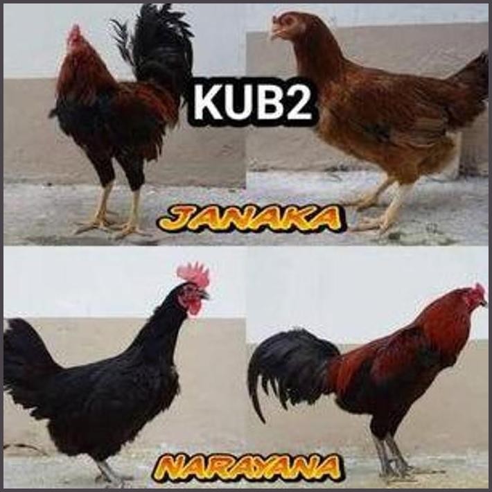 

FRESHH TELUR AYAM KUB 2 UNTUK DI TETASKAN TERBARU