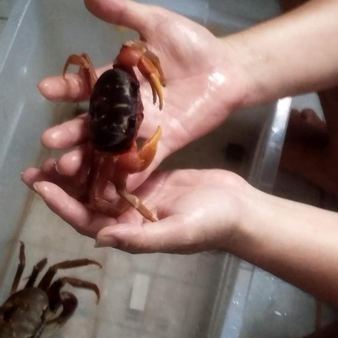 

Kepiting Hias Discoplax Magna dan Carnifex Cardisoma Sudah Jinak CO