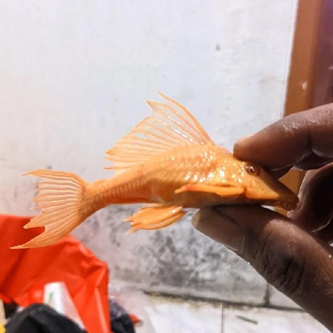 

Fish Gibiceps shoort body CO