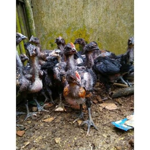

Ayam Onagadori usia 2 bulan CO