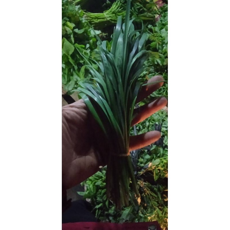 Daun Bawang Kucai iket