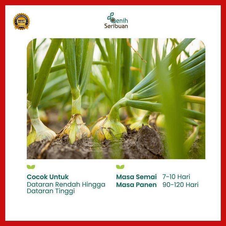 

(Diskon) 5 Benih Bawang Bombay Benih Sayuran Bawang Utah Yellow Sweet Import Bestseller