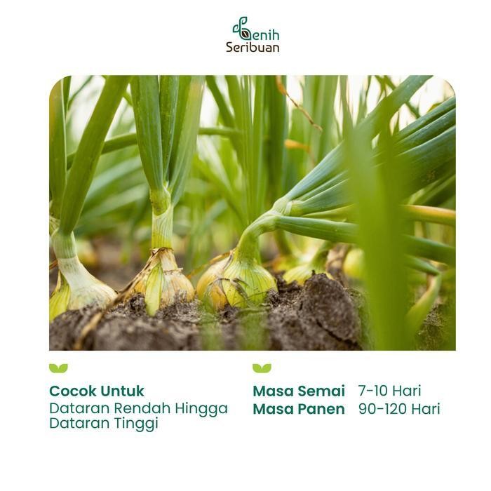 

(Ready) 5 Benih Bawang Bombay Benih Sayuran Bawang Utah Yellow Sweet Import Bestseller