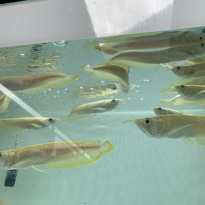 RA arwana silver albino mata anggur