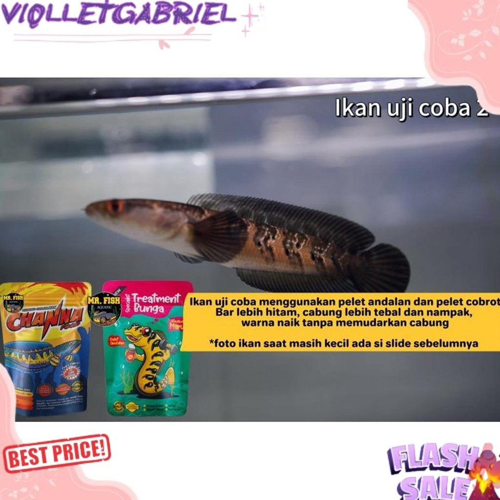 Harga Grosir PELET ANDALAN Mr. fish bukan BANG FISH  AQUATIC 60gram UNTUK PROGRES BUNGA CHANNA MARU