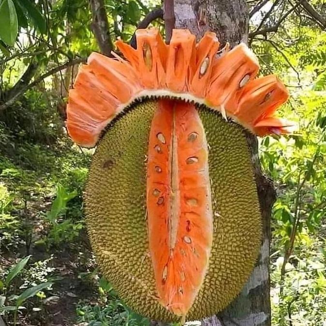 BISA BERBUAH DI POT Benih( Bbt) Nangka Madu Merah Super