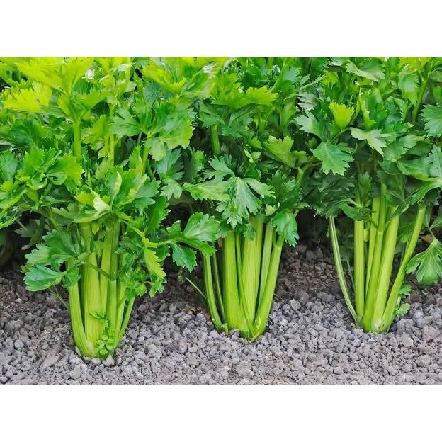 Promo Cod 200 Biji - Benih Seledri Import / Celery Cut Green F1 - Bibit Sayuran - Benih Sayuran Sele