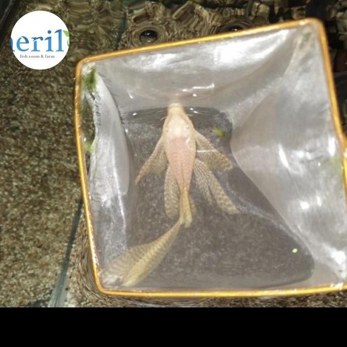 Albino Brushmouth Slayer pleco size Indukan muda 8-10cm, Satu Pasang / sapu pleco Jantan dan Betina 