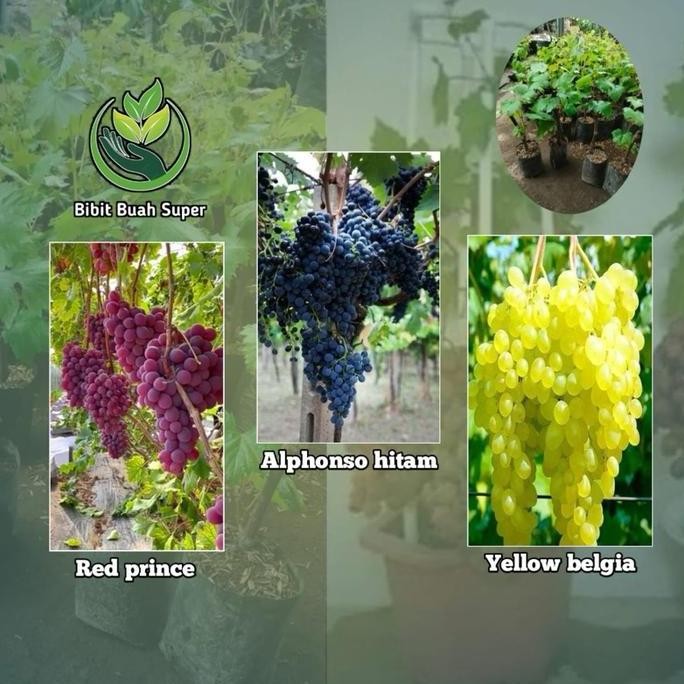 Paket bibit tanaman Anggur super manis Grade A dapat 3 varian jenis