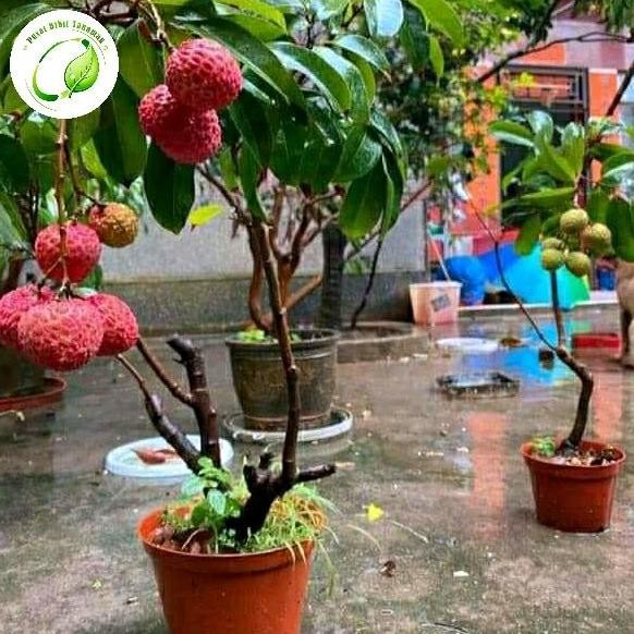 bibit tanaman leci sudah pernah berbuah