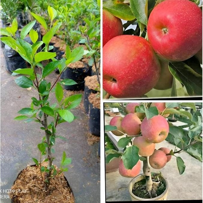 bibit apel merah berbuah lebat mudah tumbuh panen di rumah bibit buah unggul Bibit Apel Merah Cangko