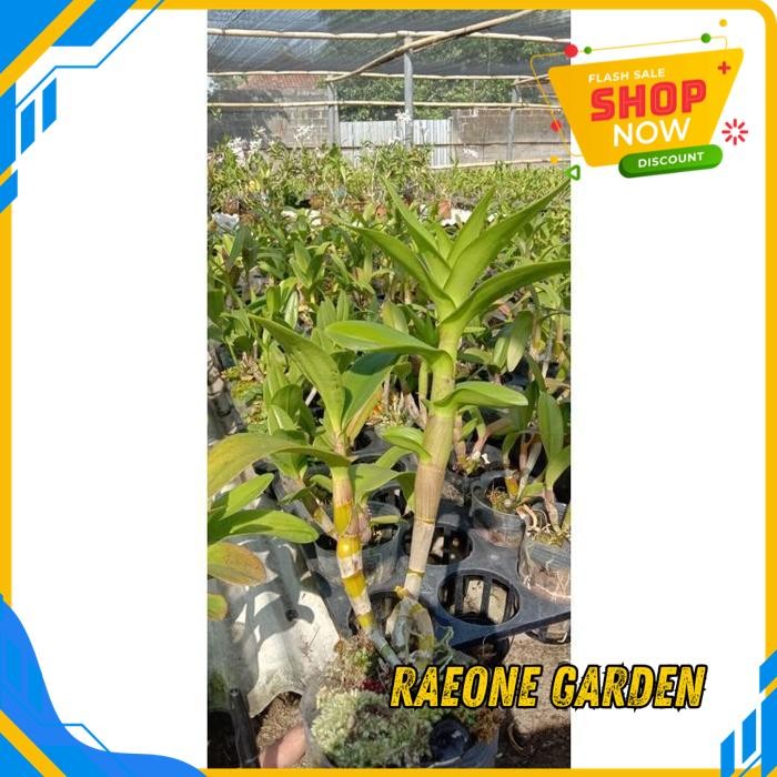 ANGGREK HIDUP FRESH ANGGREK DENDROBIUM YAYA COMPACT MEDIA KERING AMAN TERMURAH