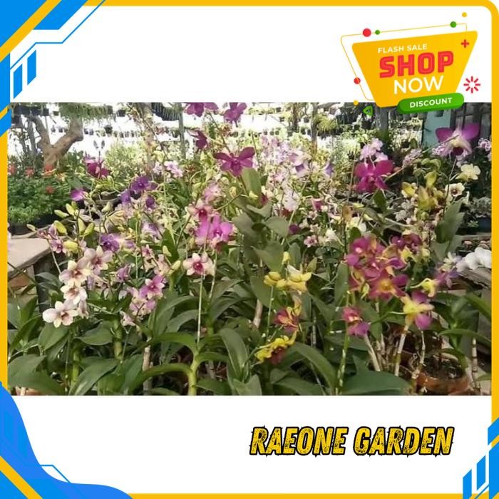 TANAMAN HIAS ANGGREK DENDROBIUM ANGGREK DENDRO SPIKE JUMBO TERMURAH