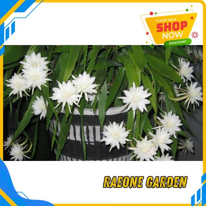 ANGGREK BULAN PUTIH HIDUP SEGAR BIBIT BUNGA WIJAYA KUSUMA PUTIH # WANGI. BEST SELLER