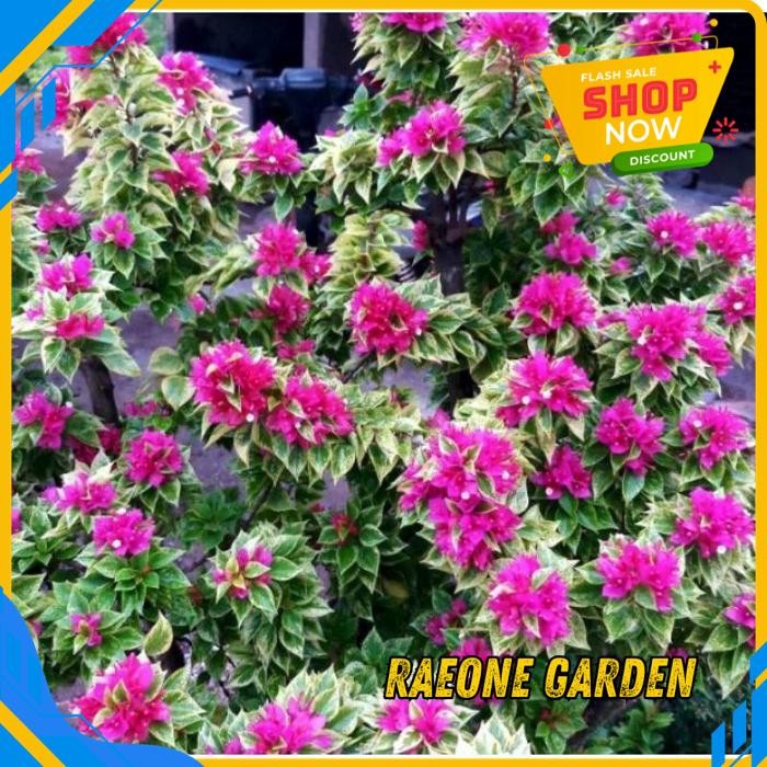 TANAMAN ANGGREK MINI POT BUNGA BOUGENVILLE SINGAPORE ORIGINAL BEST PRODUCT