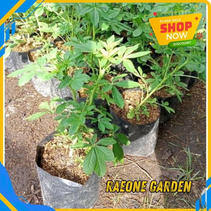 ANGGREK HIDUP FRESH BUNGA LABA LABA KUALITAS PRODUK TERBAIK