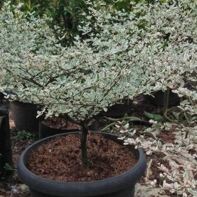 bibit tanaman hias ketapang kencana putih/ketapang kencana varigata