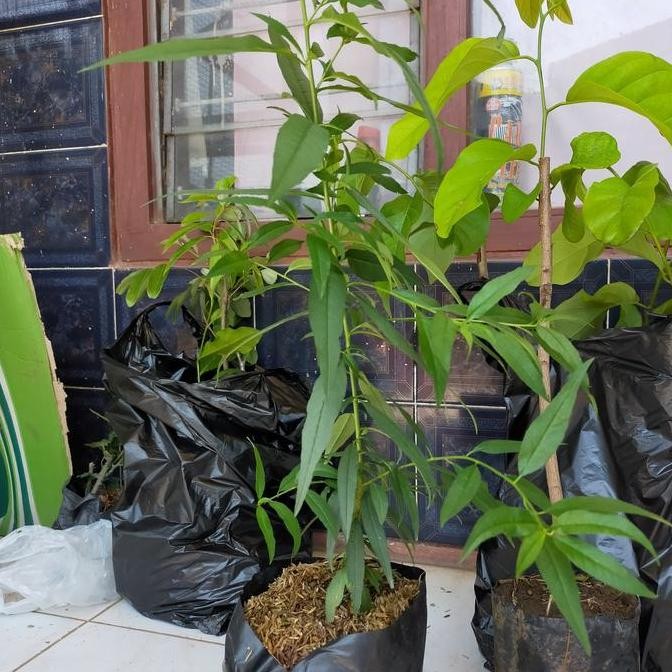 bibit tanaman buah persik BUAH LANGKA persik paling manis