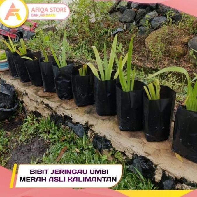 Terlaris BIBIT JERINGAU UMBI MERAH ASLI KALIMANTAN / Jeringau Tanaman Herbal