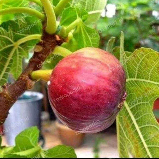 siap berbuah BIBIT TANAMAN TIN BROWN TURKI BERBUAH SUPER-BUAH TIN SUDAH BERBUAH