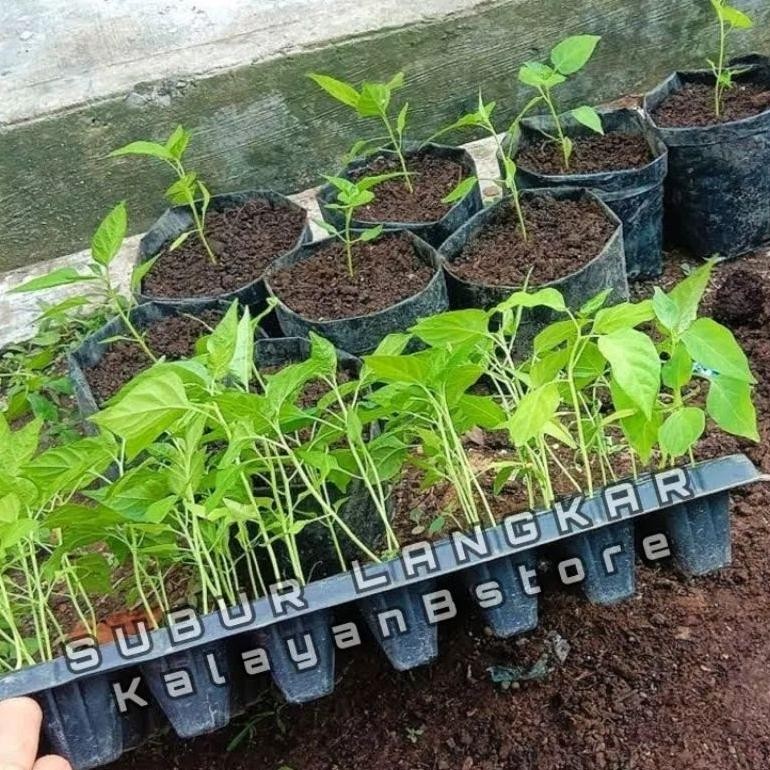 Promo Cod Tray Semai Benih 25 Lubang ....