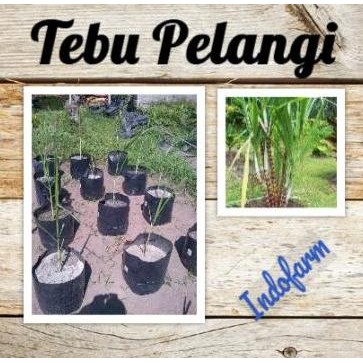 Tanaman Bibit Tebu Pelangi