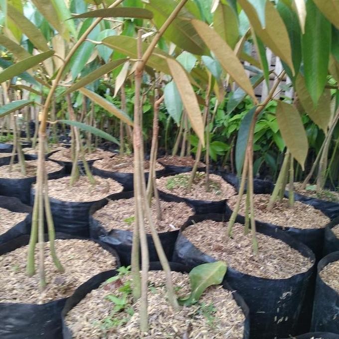bibit tanaman buah durian bawor kaki 3 tinggi 1 meter