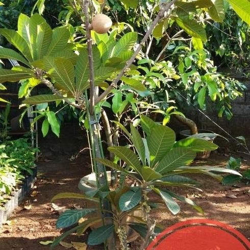 bibit tanaman meme sapote magana cangkok 1 meter lebih