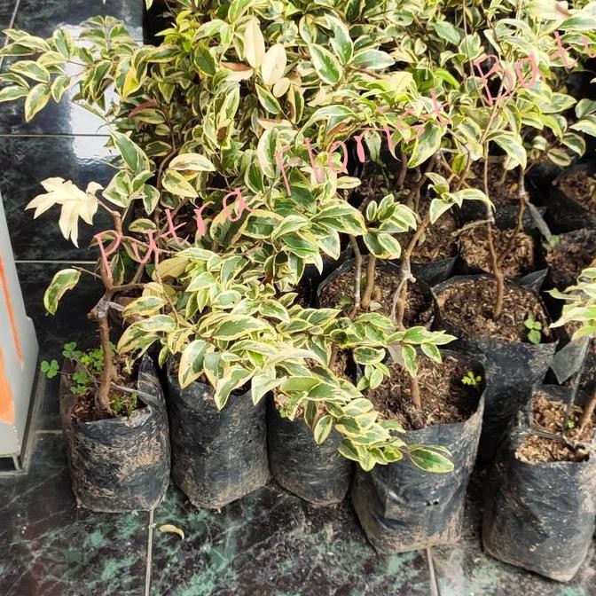 Bibit Tanaman Anggur Jaboticaba Preco Variegata