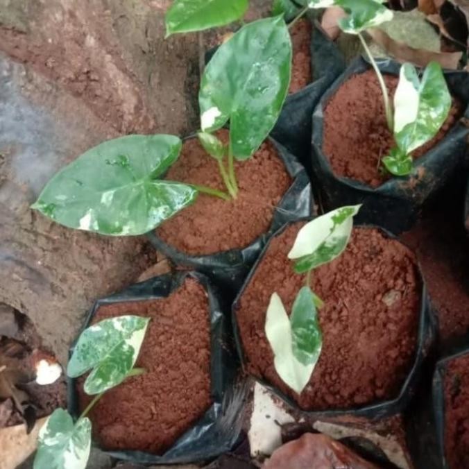 Bibit sente variegata - Singonium variegata - tanaman variegata