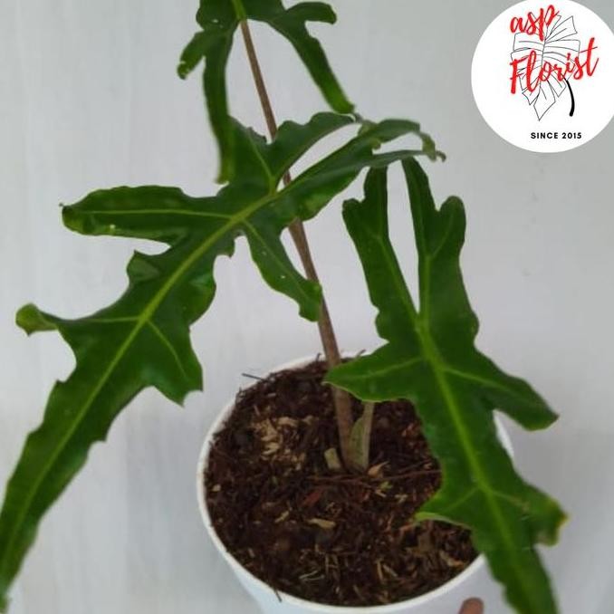 Tanaman Hias Alocasia Portei (bibit)