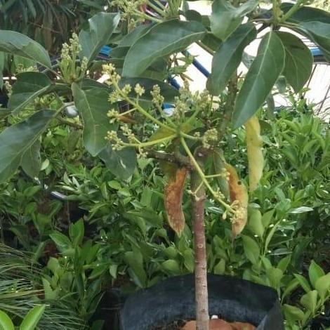 bibit tanaman alpukat aligator/miki/ kondisi sudah berbunga murah