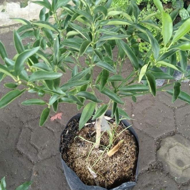 Bibit Tanaman Buah Jeruk Nagami Berbuah-jeruk Nagami Berbuah Asli