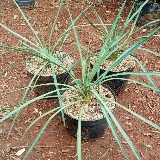 Stock Ready Tanaman Hias - Pohon Bibit Palm Yucca Rostrata Tinggi 50Cm Terlaris