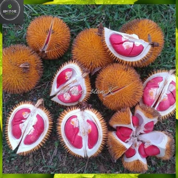 Paket Murah 6 Bibit Tanaman Durian Merah Kaki 3 Super (Gratis Pupuk)