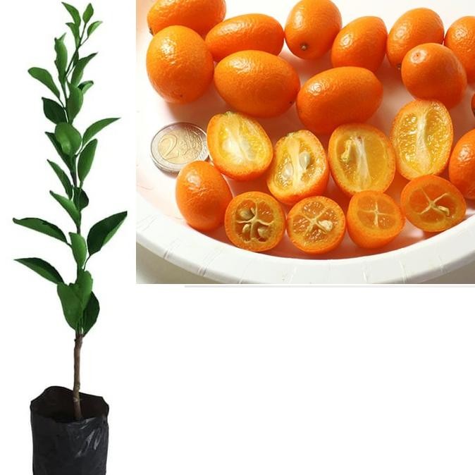 Bibit Tanaman Pohon Jeruk Nagami Bibit Jeruk Nagami Buah Jeruk Nagami