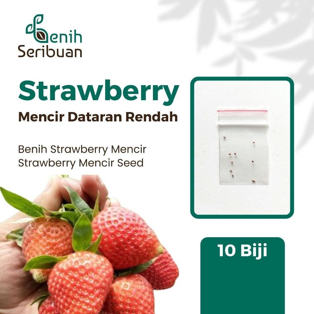 Benih Strawberry Mencir Daratan Rendah - 10 Benih, Buah-Buahan