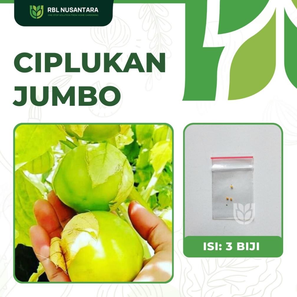 Benih Buah-Buahan: 3 Benih Ciplukan Jumbo Kualitas Unggul