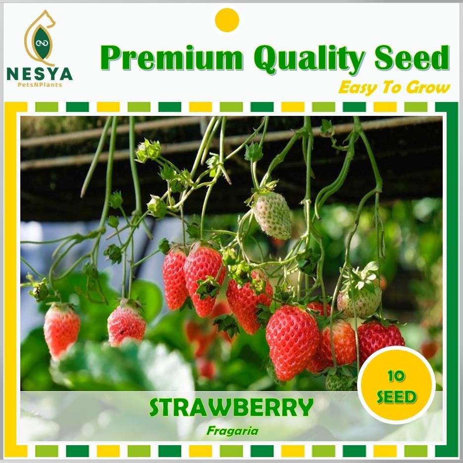 Benih Strawberry Merah Benih Biji Buah Strawberry 10 Biji Unggul Berkualitas