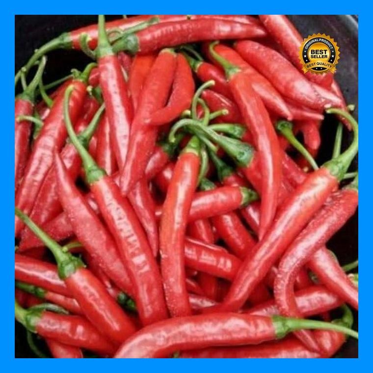 [Cod] - 10 Biji Benih Biji Cabe Merah Besar Pilar F1 (Tahan Panas) Panex Darmais