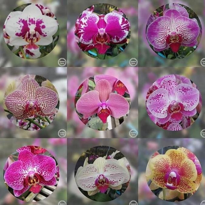 Promo anggrek bulan remaja COD