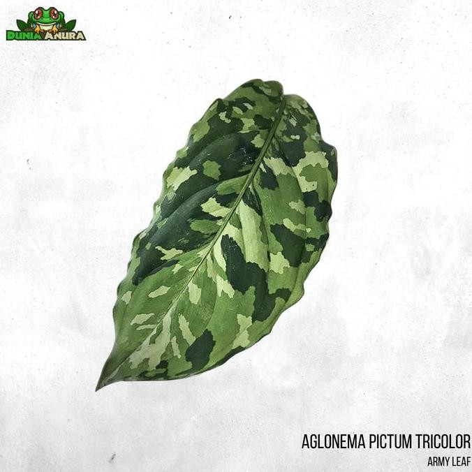 Promo Tanaman vivarium Aglonema Pictum Tricolor (army style) COD