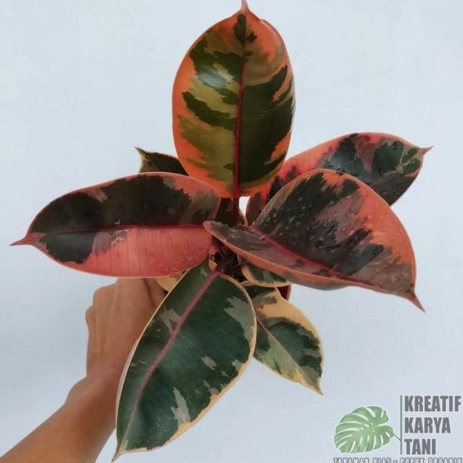 Promo Tanaman hias ficus elastica ruby - Ficus elastica ruby COD