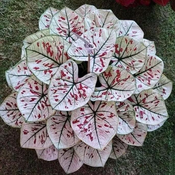 Bibit Bonggol Tanaman Hias Keladi White Thailand