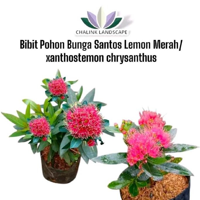 Bibit Tanaman Bunga Santos Lemon Merah - Santos Lemon - Bunga Santos Merah - Bunga Santos Lemon Mera
