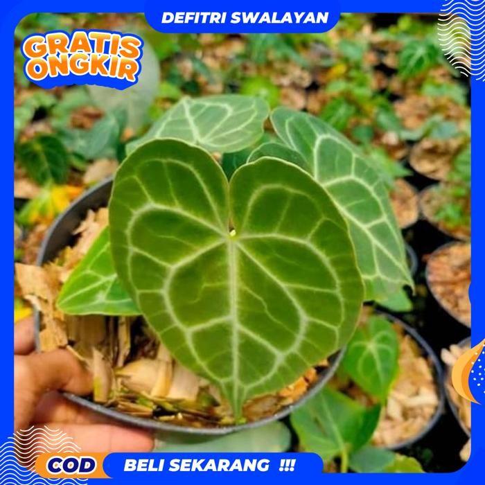 ONGKIR NOL ANTHURIUM CRYSTALLINUM / POHON KUPING GAJAH - TANAMAN HIAS KUPING GAJAH -TANAMAN HIDUP BU