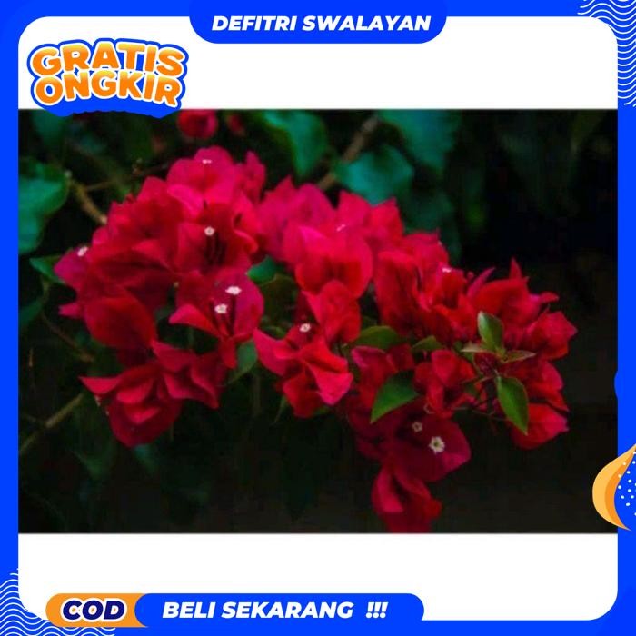 EKSLUSIF TANAMAN HIAS BUGENVIL BUNGA KERTAS//MERAH CABE/BOUGENVILLE IMPORT/BOUGENVILLE BUNGA KERTAS/