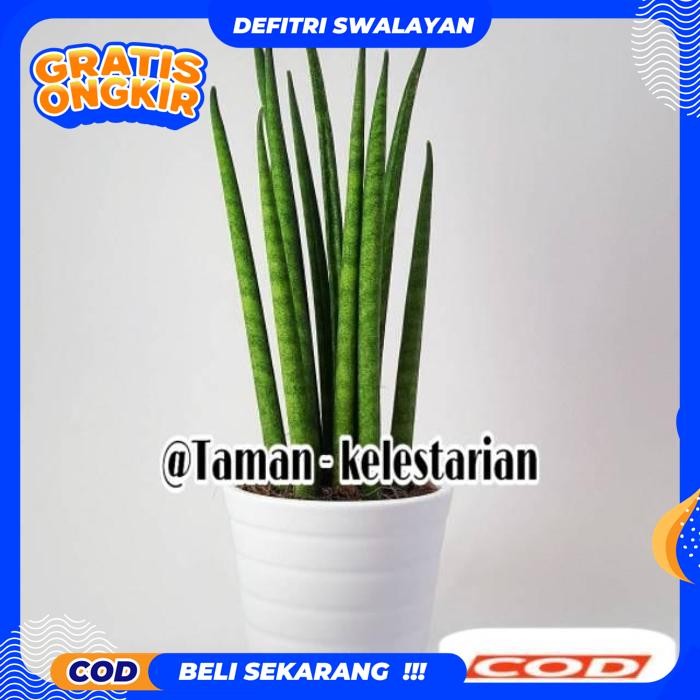 BEST QUALITY TAMAN SANSIVERA - LIDAH MERTUA - TANAMAN HIAS PEMBERSIH UDARA TANAMAN HIDUP-BUNGA HIDUP