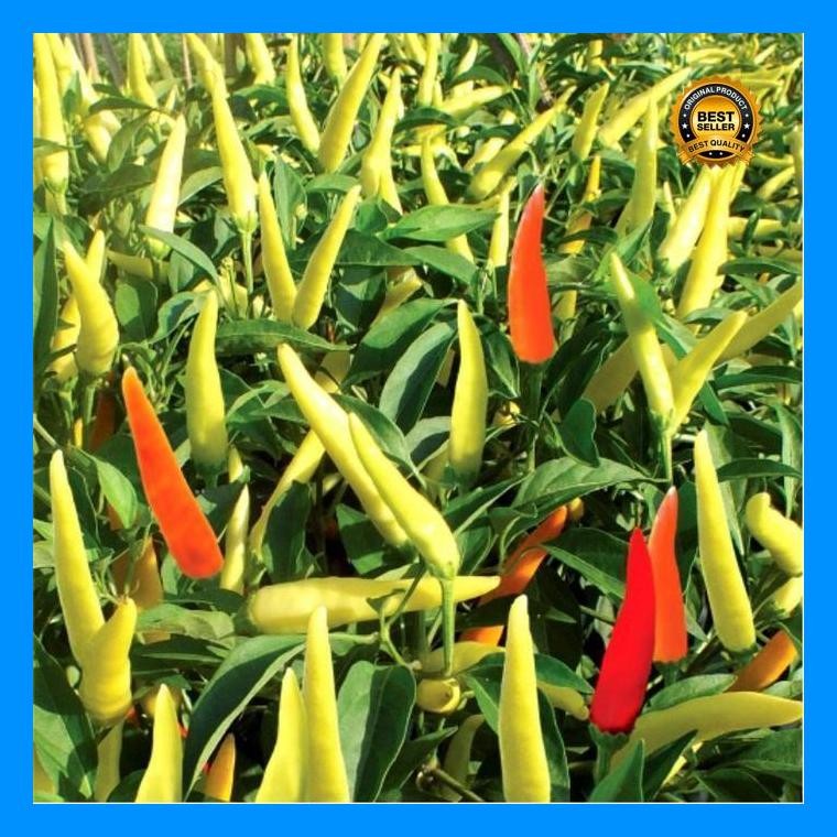 [Cod] - 15 Biji - Benih Cabai Rawit Unggul Bhaskara F1 - Cap Bisi - Bibit Sayuran Benih Sayuran Caba